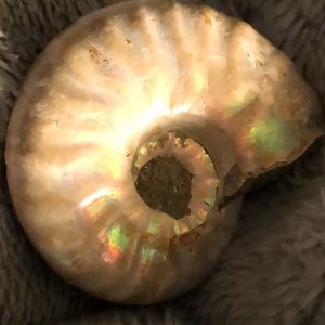 POLISHED PERISPHINCTES AMMONITE FOSSIL NAUTILUS MADAGASCAR JURASSIC AGE